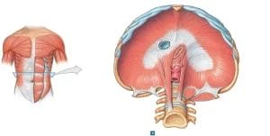 طرق علاج فتق الحجاب الحاجز