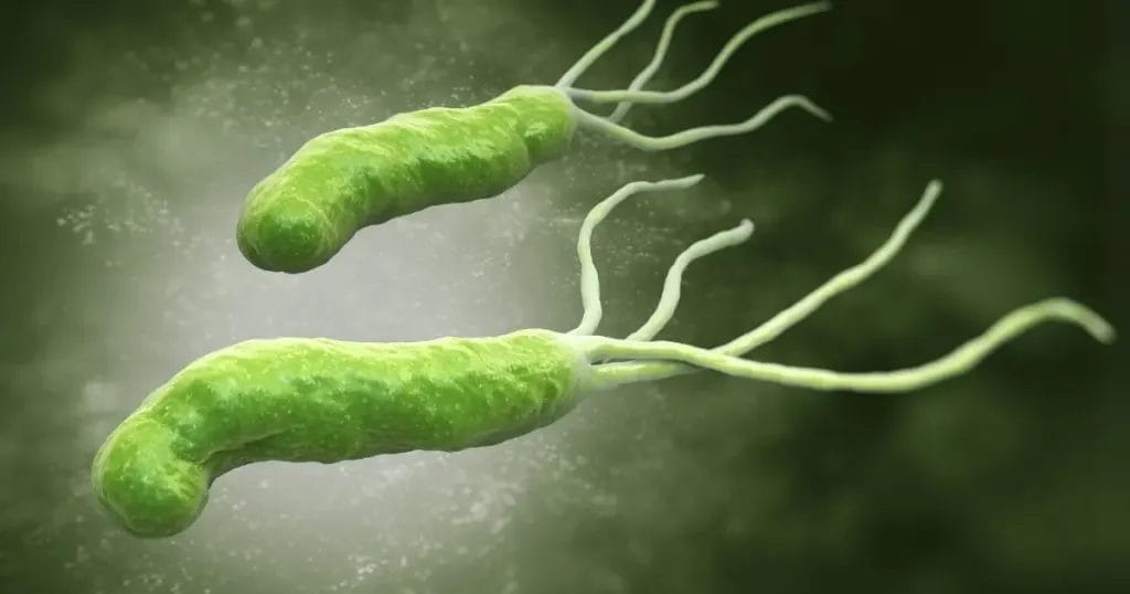 النسبة الطبيعية لجرثومة المعدة